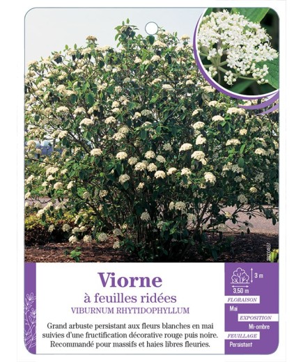VIBURNUM RHYTIDOPHYLLUM voir Viorne à feuilles ridées
