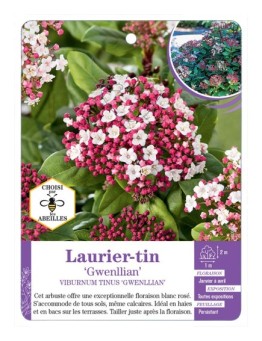 VIBURNUM TINUS GWENLLIAN voir Laurier-tin