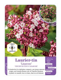 VIBURNUM TINUS LISAROSE voir Laurier-tin