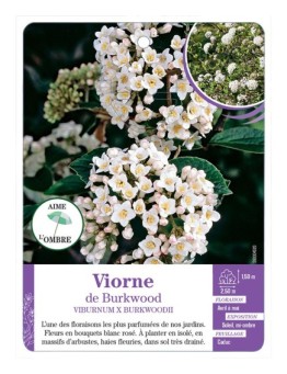 VIBURNUM X BURKWOODII voir Viorne de Burkwood