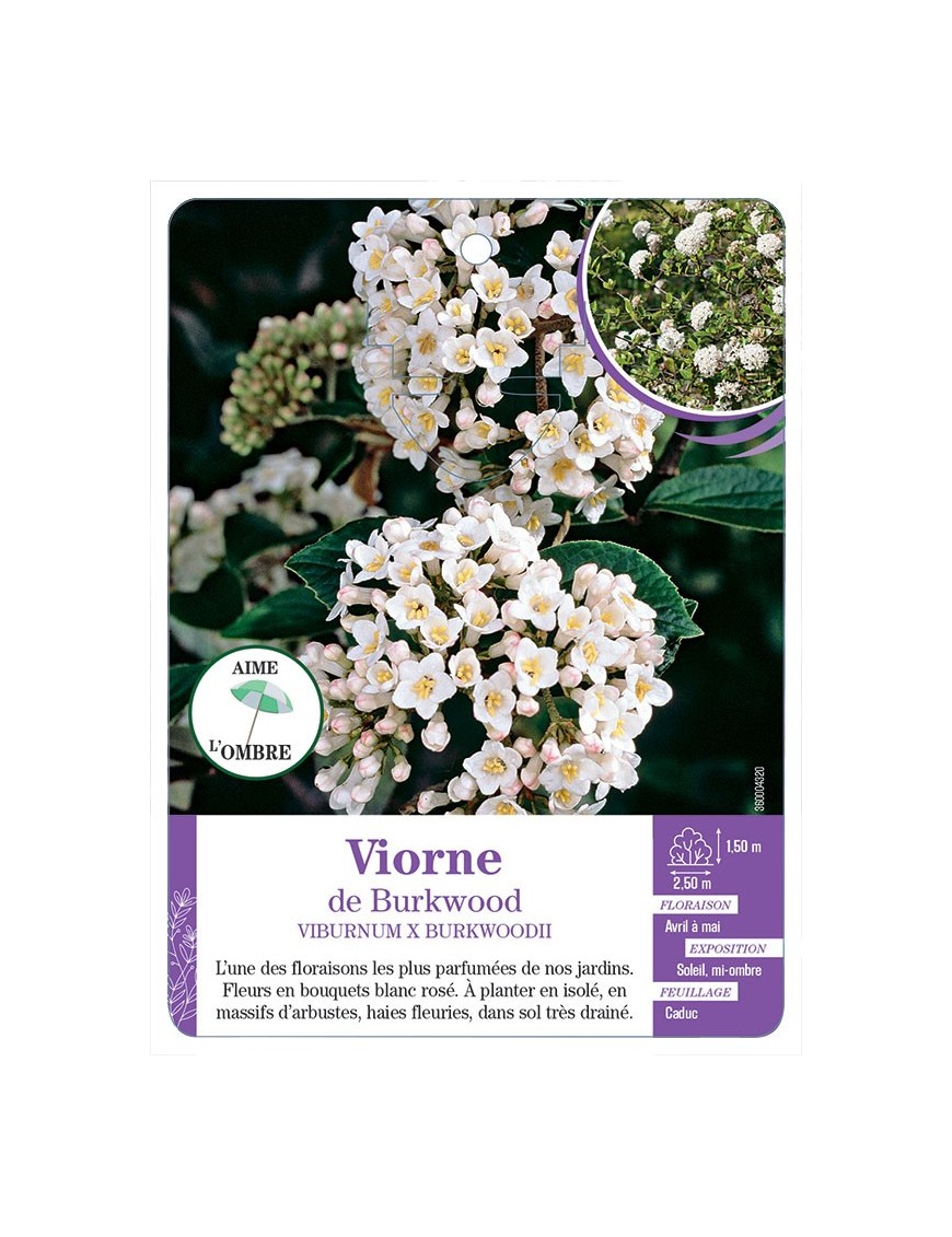 VIBURNUM X BURKWOODII voir Viorne de Burkwood