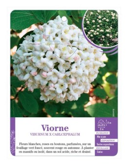 VIBURNUM X CARLCEPHALUM voir Viorne
