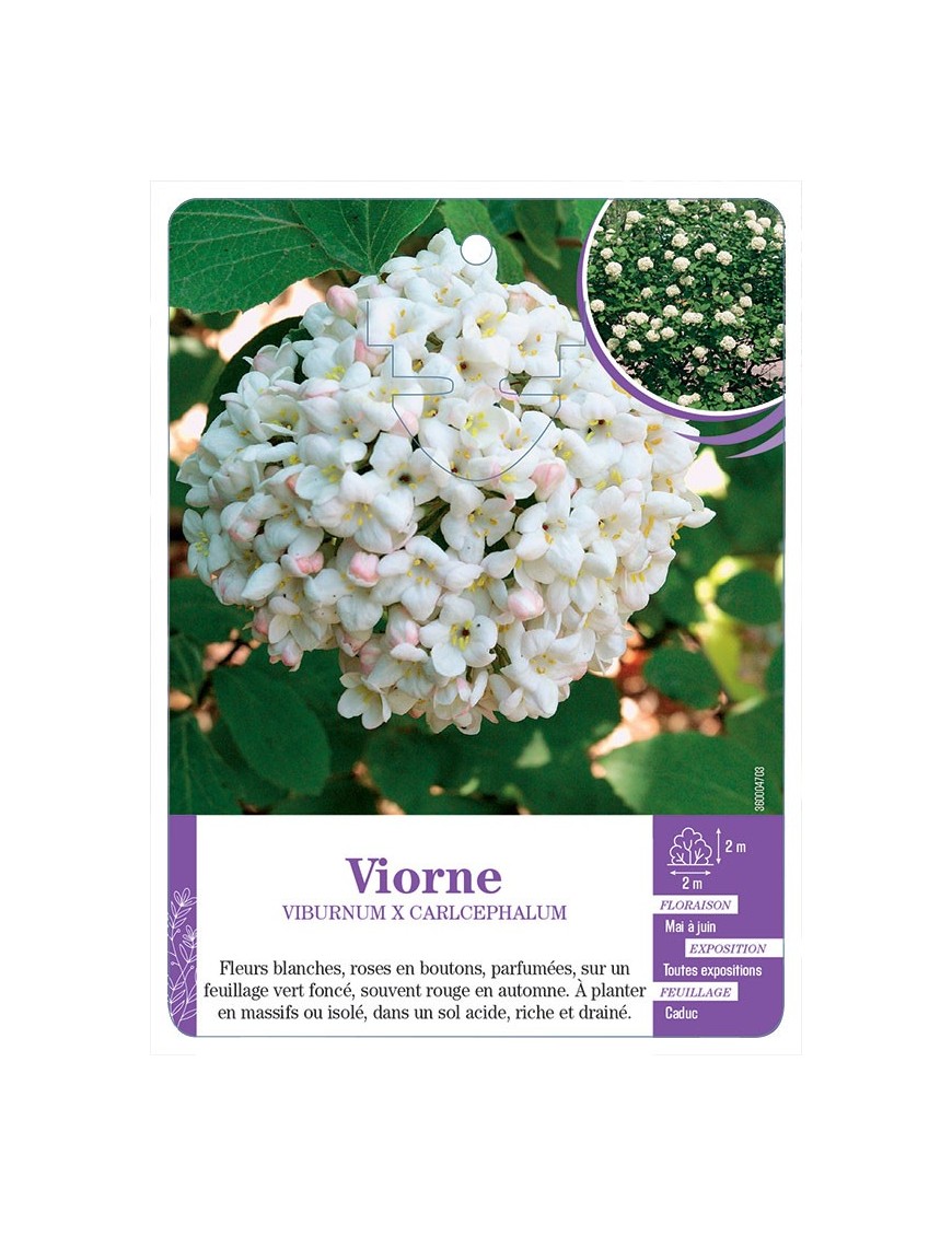 VIBURNUM X CARLCEPHALUM voir Viorne
