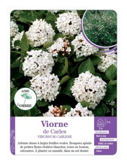 VIBURNUM X CARLESII voir Viorne de Carles