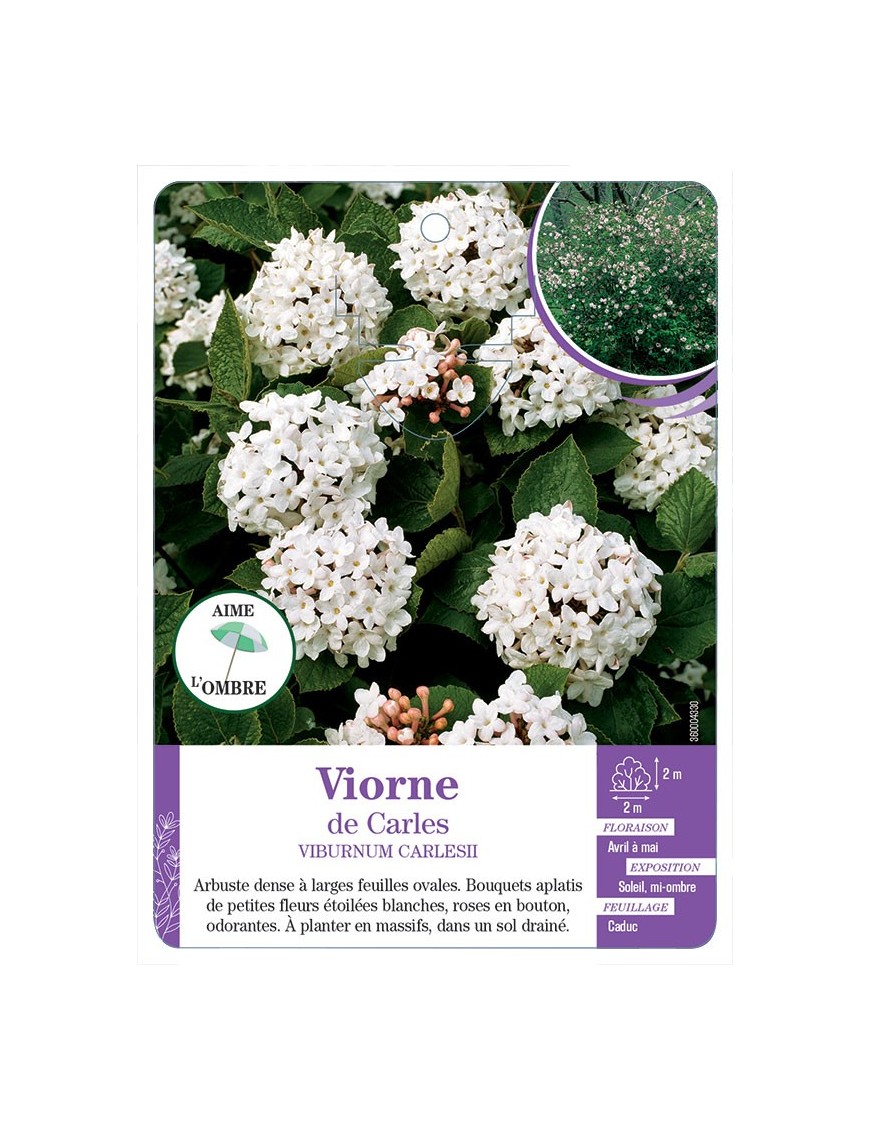 VIBURNUM X CARLESII voir Viorne de Carles