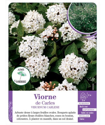 VIBURNUM X CARLESII voir Viorne de Carles