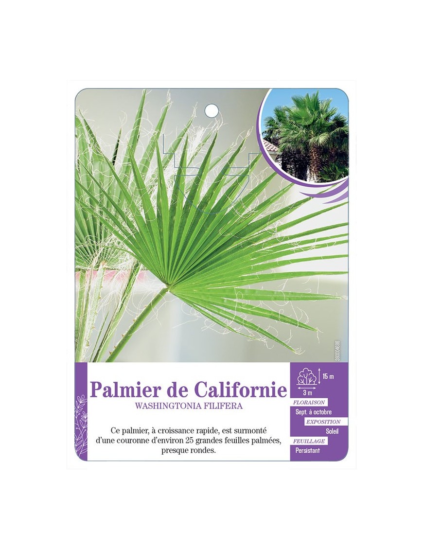 WASHINGTONIA FILIFERA voir Palmier de Californie