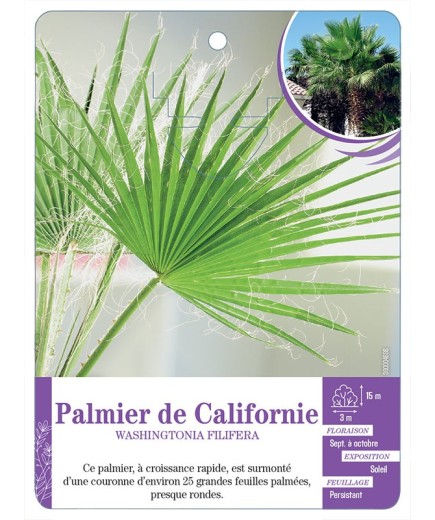 WASHINGTONIA FILIFERA voir Palmier de Californie