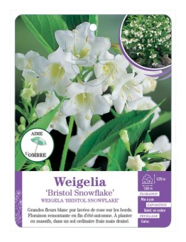 WEIGELA BRISTOL SNOWFLAKE
