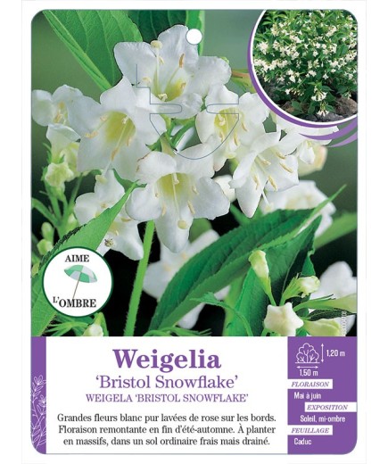 WEIGELA BRISTOL SNOWFLAKE