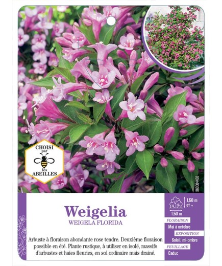 WEIGELA FLORIDA (rose)