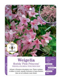 WEIGELA FLORIDA PINK PRINCESS