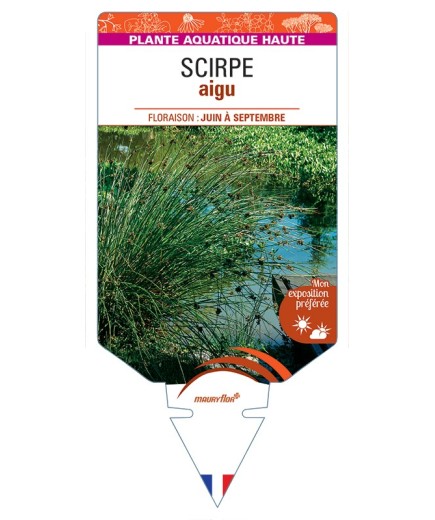 SCHOENOPLECTUS lacustris voir Scirpe aigu