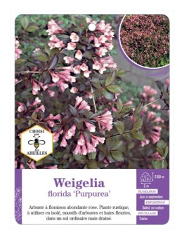 WEIGELA FLORIDA PURPUREA