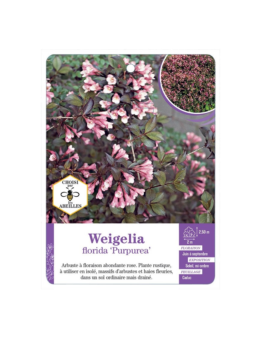 WEIGELA FLORIDA PURPUREA