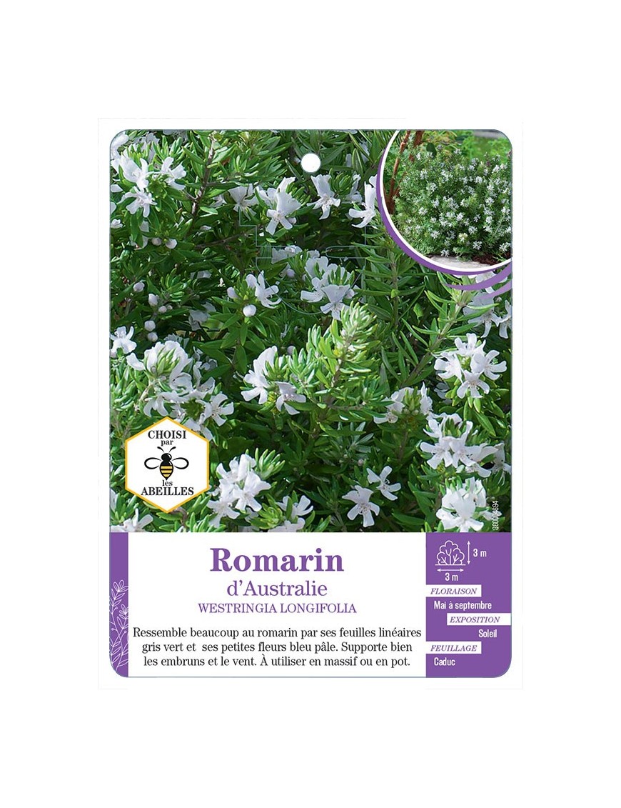 WESTRINGIA LONGIFOLIA voir Romarin d’Australie