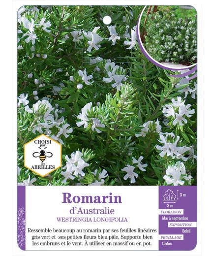 WESTRINGIA LONGIFOLIA voir Romarin d’Australie