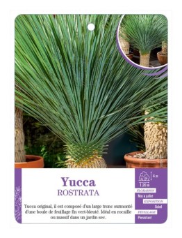 YUCCA ROSTRATA