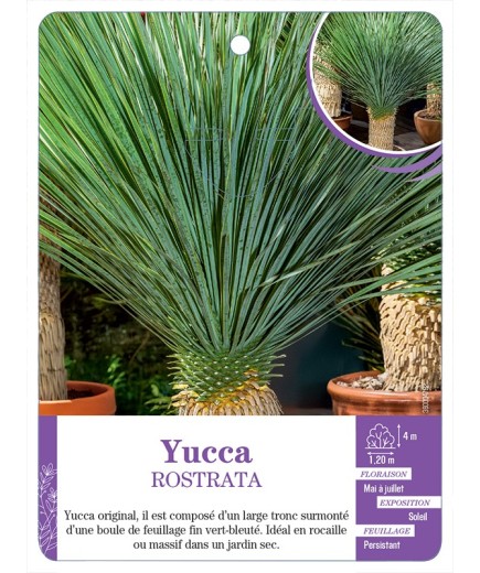 YUCCA ROSTRATA