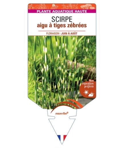 SCHOENOPLECTUS tabernaemontani Zebrinus voir Scirpe aigu à tiges zébrées