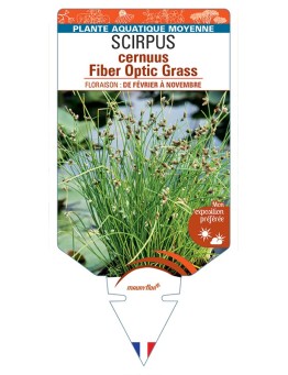 SCIRPUS cernuus Fiber Optic Grass