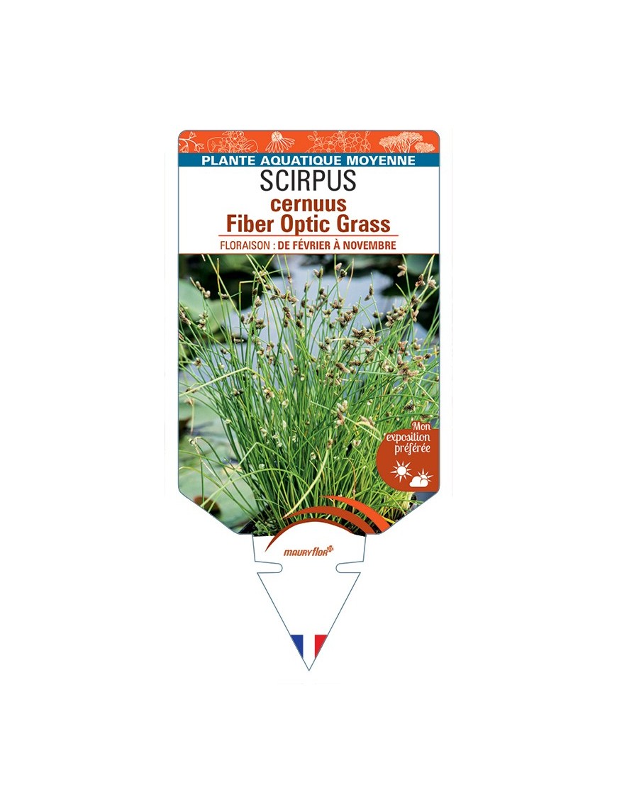 SCIRPUS cernuus Fiber Optic Grass