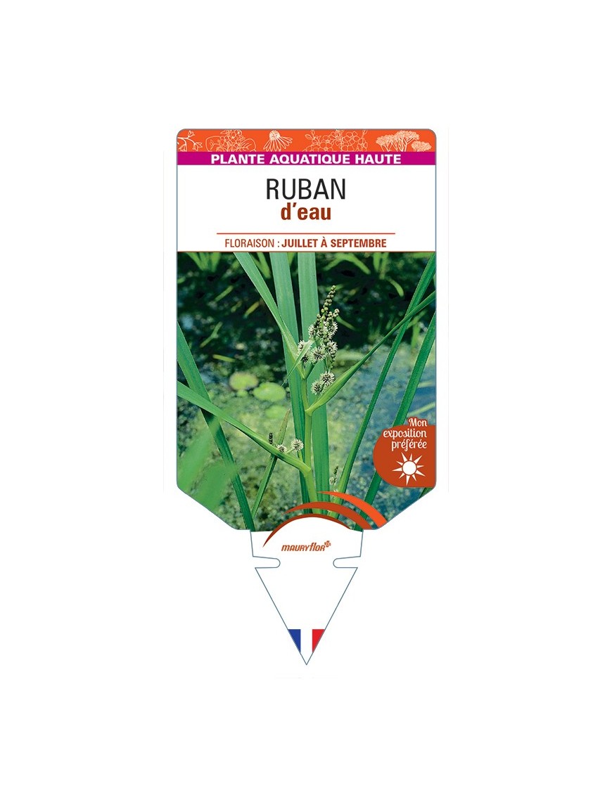 SPARGANIUM erectum voir Ruban d’eau