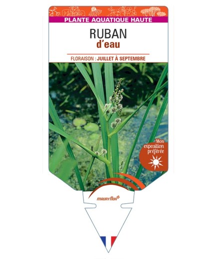 SPARGANIUM erectum voir Ruban d’eau