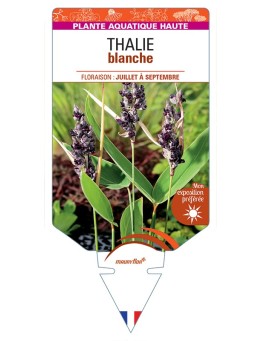 THALIA dealbata voir Thalie blanche