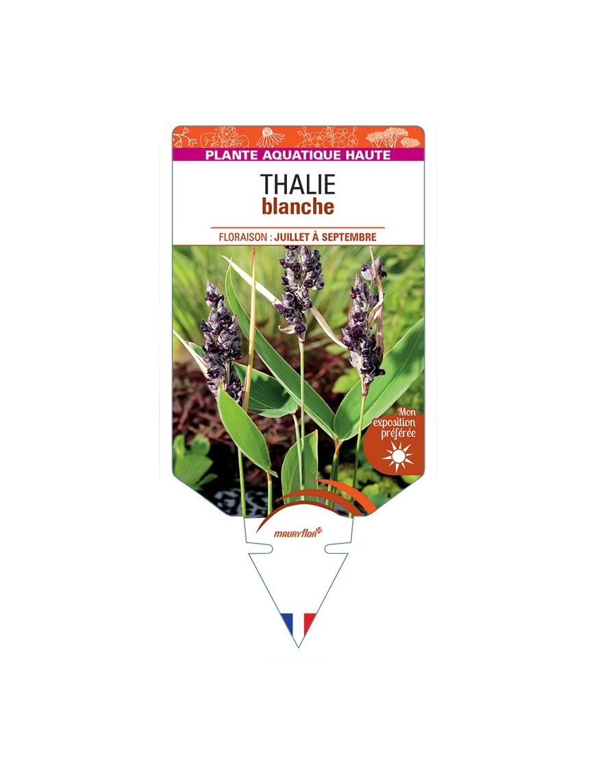 THALIA dealbata voir Thalie blanche