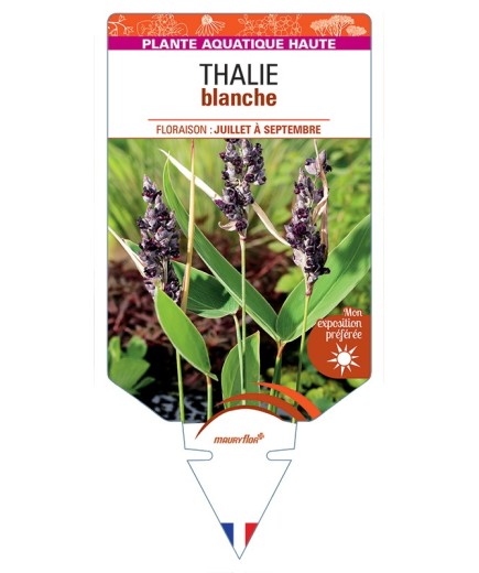THALIA dealbata voir Thalie blanche