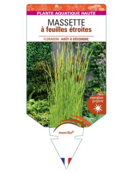 TYPHA angustifolia voir Massette à feuilles étroites