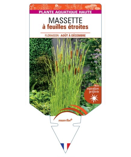 TYPHA angustifolia voir Massette à feuilles étroites