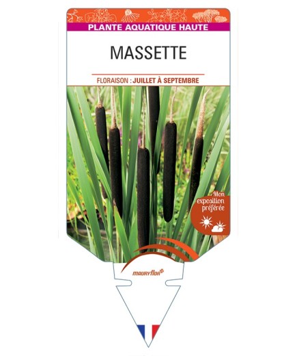 TYPHA latifolia voir Massette (longue)