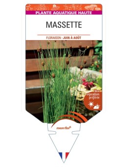 TYPHA minima voir Massette (ronde)