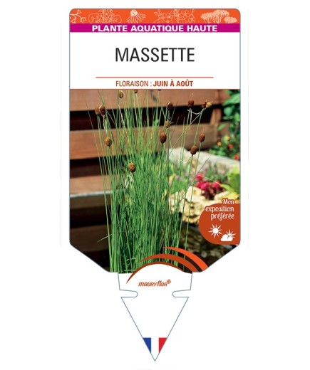 TYPHA minima voir Massette (ronde)
