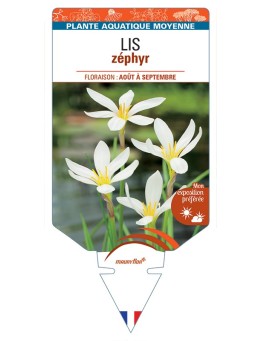 ZEPHYRANTHES candida voir Lis zéphyr