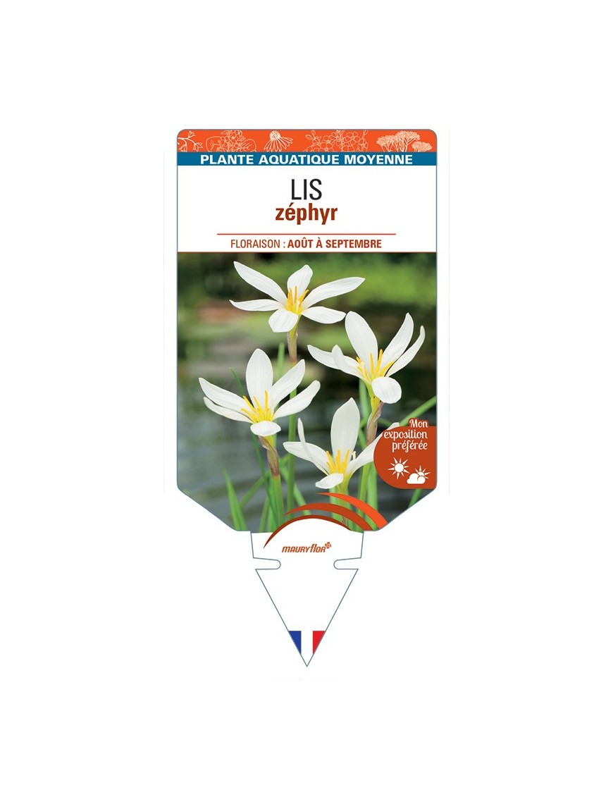 ZEPHYRANTHES candida voir Lis zéphyr