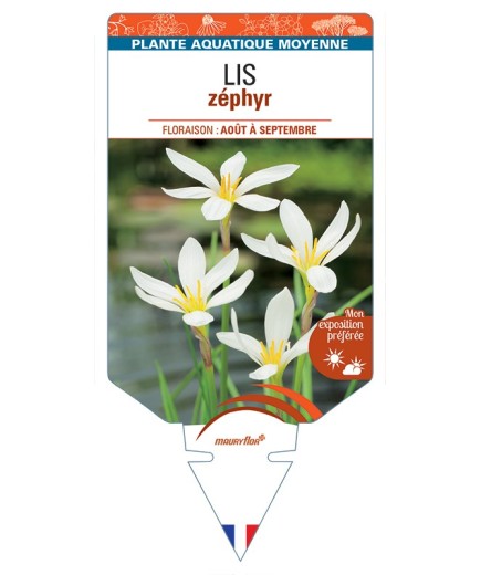 ZEPHYRANTHES candida voir Lis zéphyr