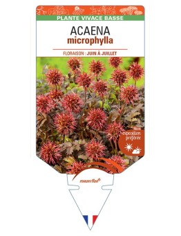 ACAENA MICROPHYLLA (à petites feuilles)