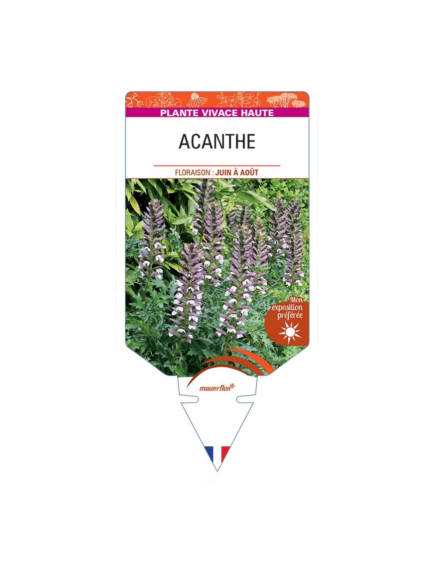 ACANTHUS spinosus voir Acanthe