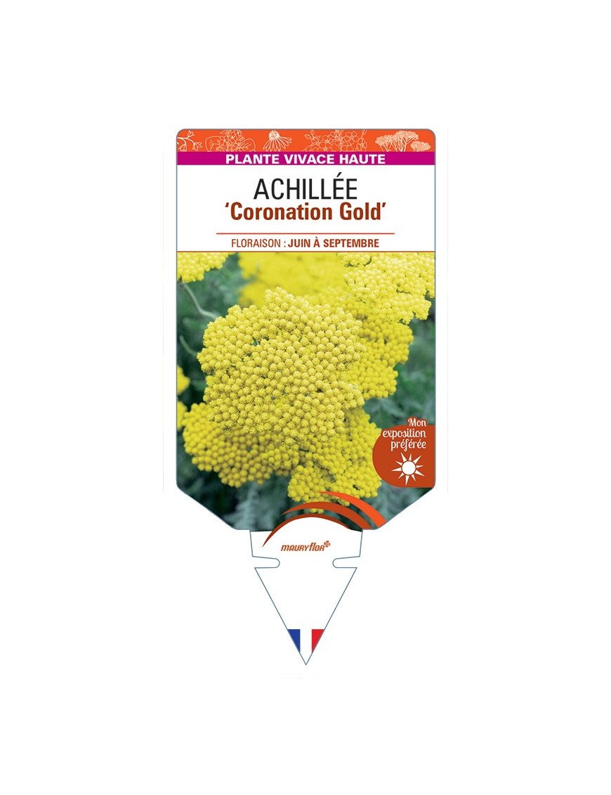 ACHILLEA (filipendulina) Coronation Gold