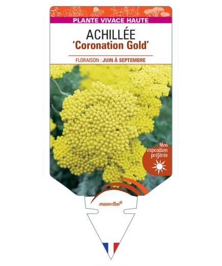 ACHILLEA (filipendulina) Coronation Gold