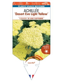 ACHILLEA (millefolium) Desert Eve Light Yellow
