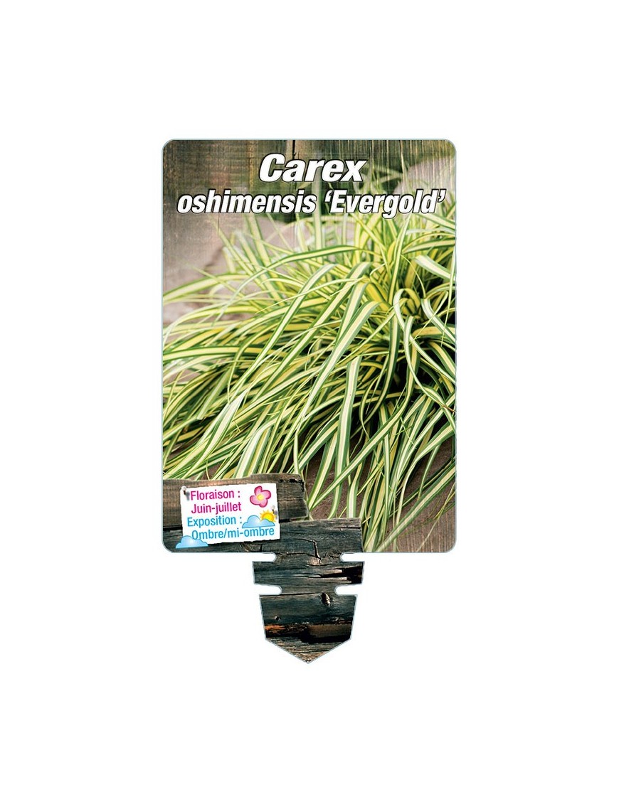 CAREX oshimensis 'Evergold' *