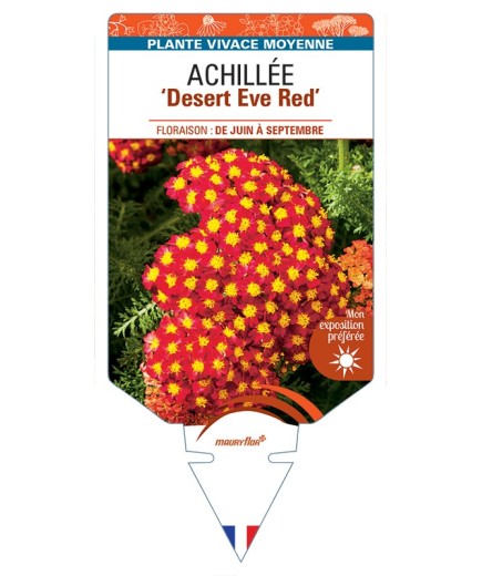 ACHILLEA (millefolium) Desert Eve Red