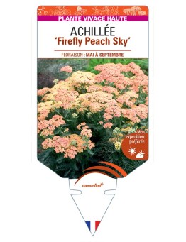 ACHILLEA (millefolium) Firefly Peach Sky