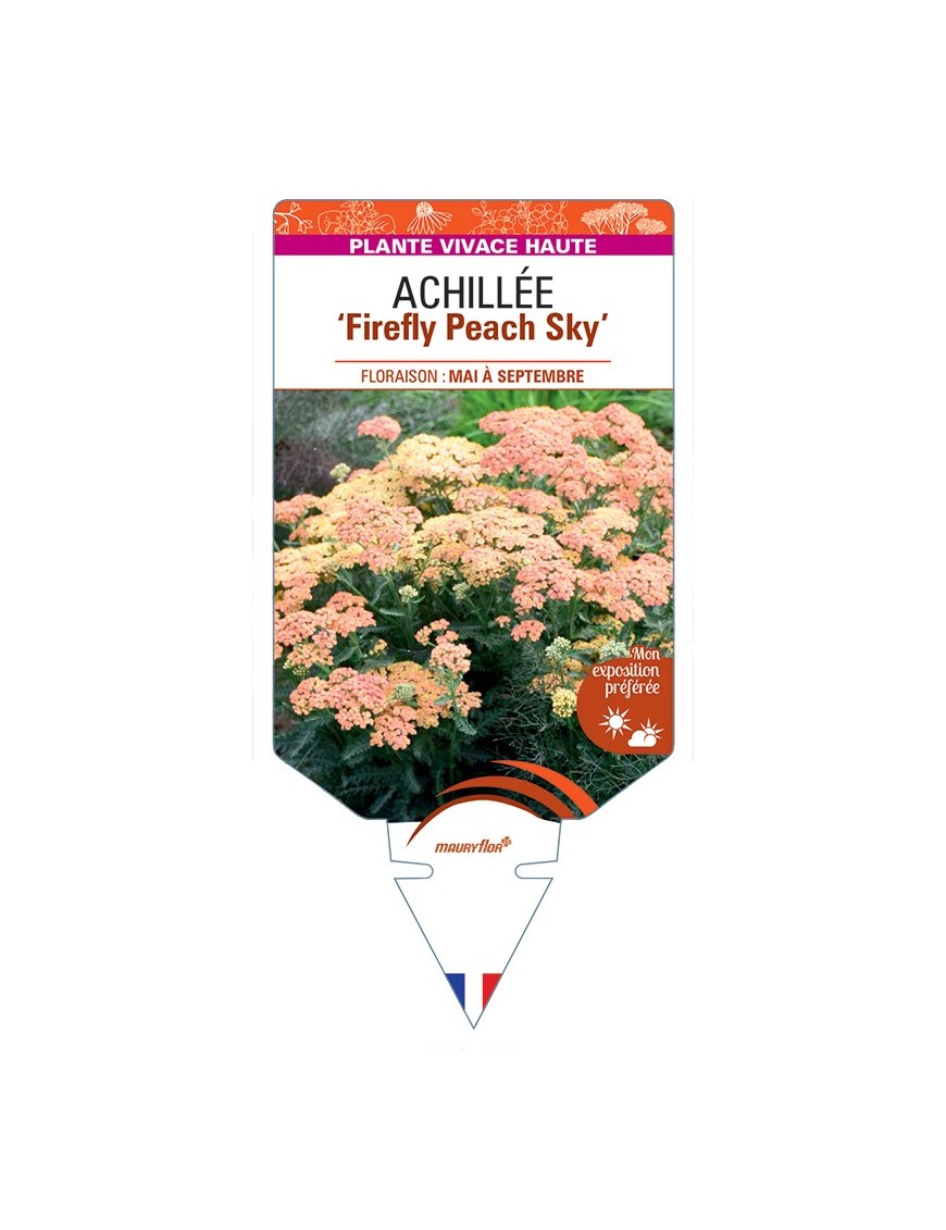 ACHILLEA (millefolium) Firefly Peach Sky