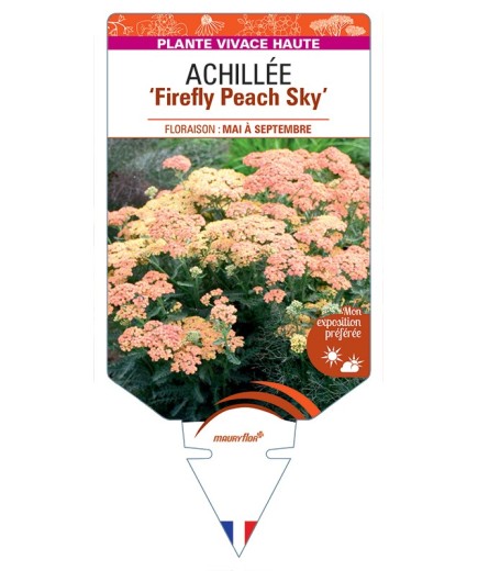 ACHILLEA (millefolium) Firefly Peach Sky
