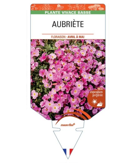 AUBRIÈTE (rose) *
